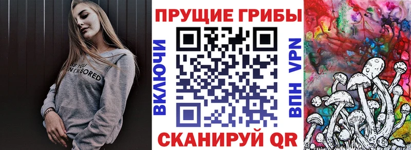 darknet как зайти  Зеленоградск  Псилоцибиновые грибы Magic Shrooms 